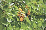 apricot_tree_wallpaper