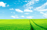 the-endless-green-cornfield_crop