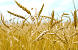 wheat_field