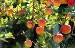 Fruits-Garden-Wallpaper