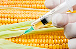 Corn-GMO