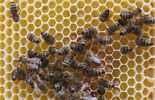 Bees gather on a honeycomb in Vienna