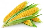 corn_picture_02