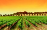 vineyard-wallpaper-background-hd-18424-18424