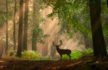 animal,deer,forest,light-a1f4fb01811e1956589396f65cb2d52f_h