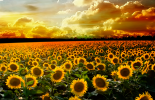 sunflower-pictures-21589-22128-hd-wallpapers