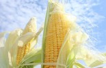 corn-growing-in-field1