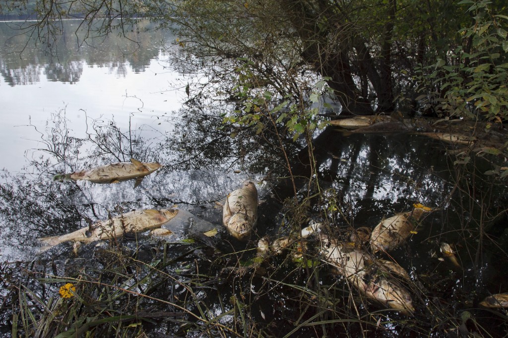 Tömeges halpusztulás a somogyudvarhelyi tóban