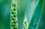 green_wheat_index