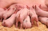 A group of hungry piglets fighting to get their fair share of lunch.