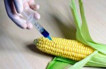 GMO-CORN
