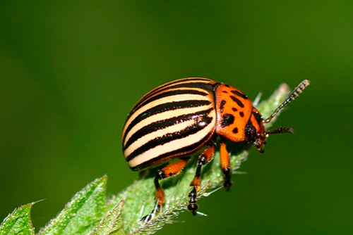 burgonyagobar-leptinotarsa-decemlineata