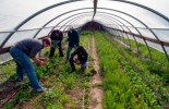 interns-working-in-the-high-tunnel