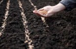 sowing-seeds