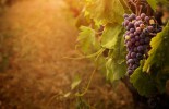 grapevine