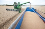 wheat-harvest-bayer