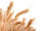wheat4