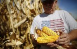 Farmer Dan Roberts inspects his corn crop during the harvest in Minooka