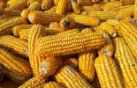 corn-grains-harvest-fall-food-healthy-vegetarian