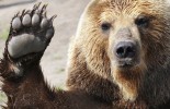 Brown-bear-female-and-its-children-play-with-a-ball-in-Kamchatka-Peninsula-Russia-8012761-e1443368461570