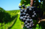Ripe-grapes-in-a-green-vineyard_5120x3200