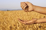 bigstock-Quickly-Run-Of-Wheat-Seeds-Bet-41390800-1