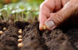 Planting seeds