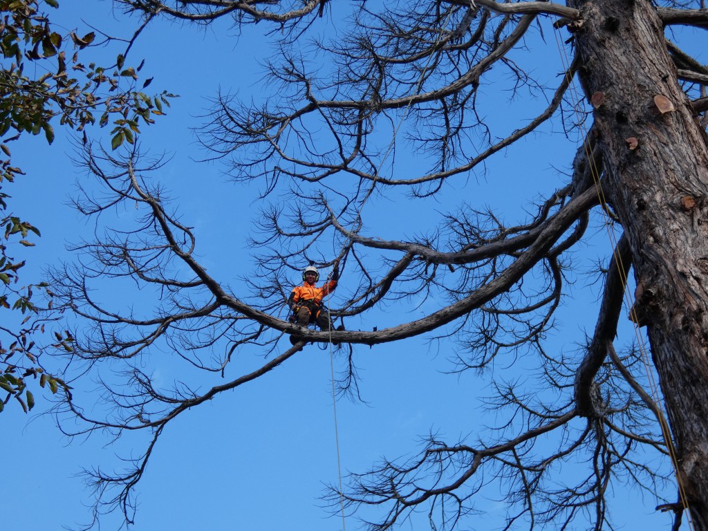 Elso bevetes_STIHL MS500i_3