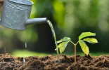 Young plant watered from a watering can