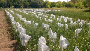 oszi-buza-mesterseges-fusarium-fertozese-web