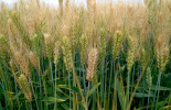 termeszetes-fusarium-fertozes-oszi-buzan-web