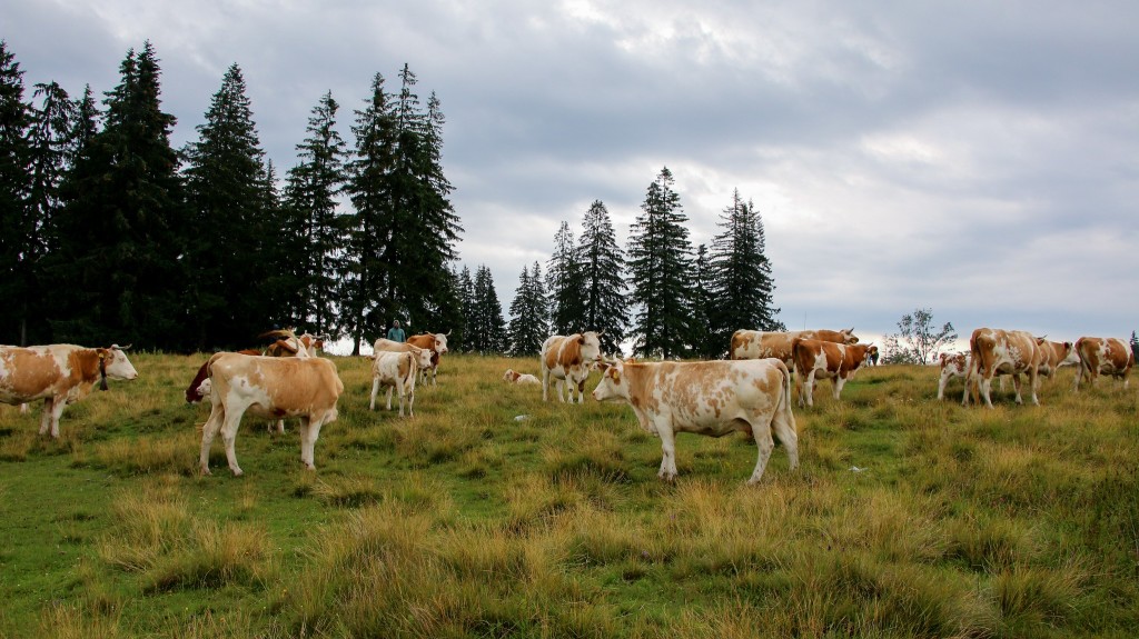 Csángó piros tarka szarvasmarhák Tolvajostetőn