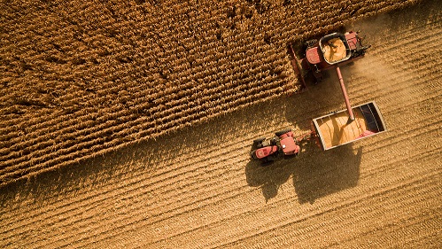 Aerial view of combine harvesting corn.