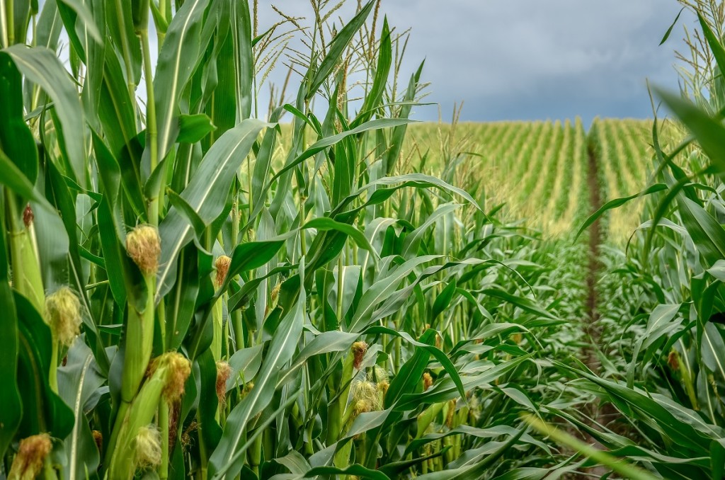 Green corn field with corn cobs close up.