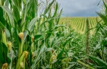 Green corn field with corn cobs close up.