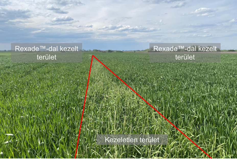 Corteva_Agriscience_field_with_treated_with_Rexade_and_untreated